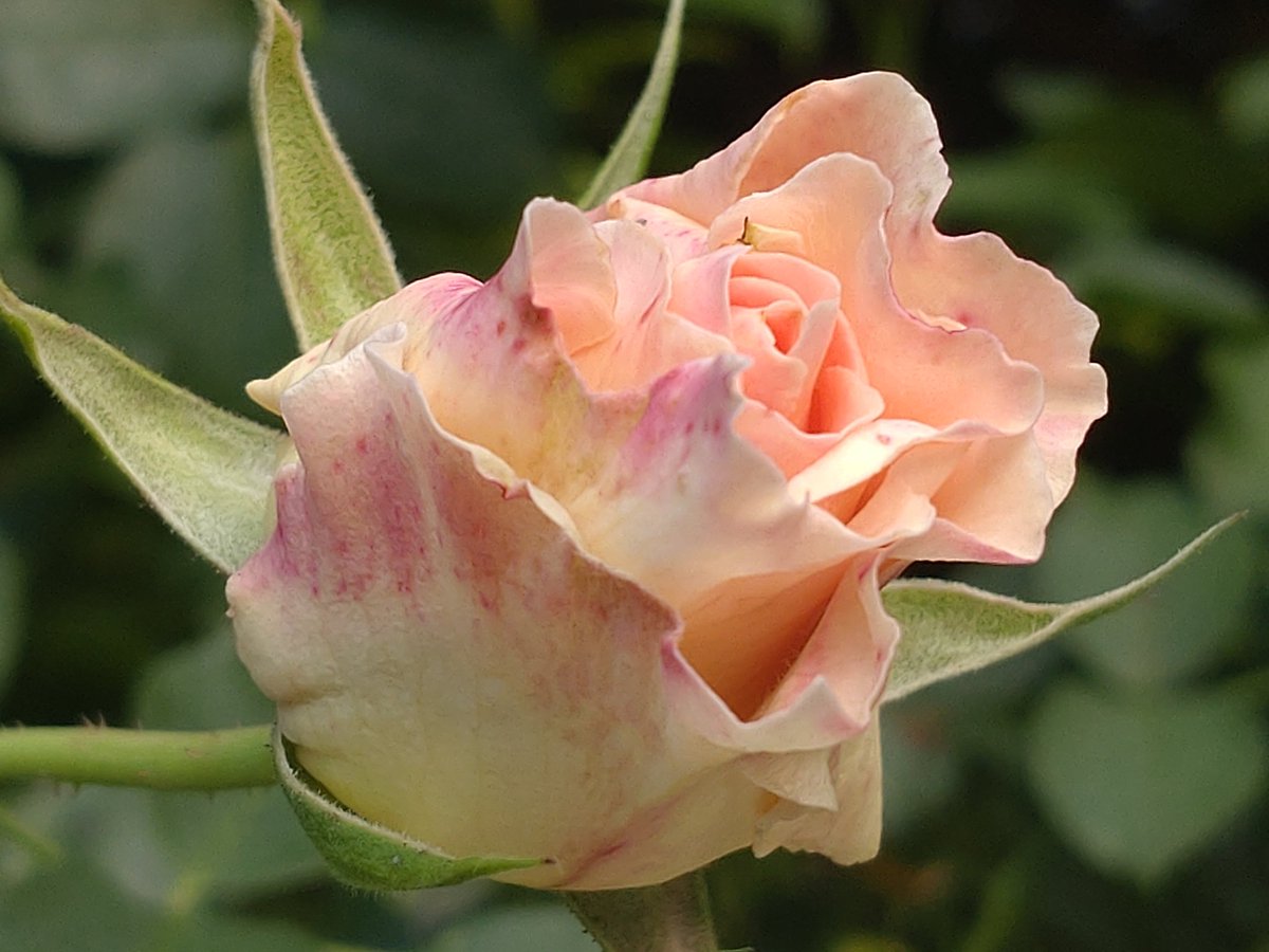 cheerssu's tweet photo. Happy Saturday
#RoseADay #Roses2023 #October2023
@StormHour @ThePhotoHour https://t.co/ishKarXbSV