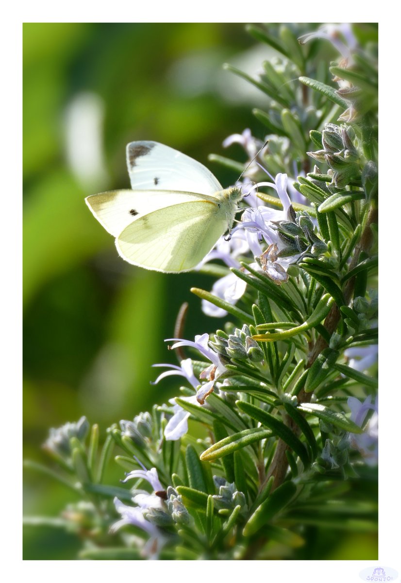 CMVAHeymans's tweet photo. Some more photos of the last butterflies of the year... Here is the White Cabbage (Piéride du chou in french). #butterfly #Profondeville #pieride #farfalla #whitecabbage #papillon #fz1000 #lumix #PanasonicLumix #insect #insectes #pierideduchou #Panasonic https://t.co/boRD3k09el