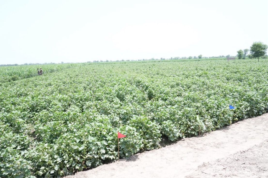 ali_abbas_u's tweet photo. Fair trade and ethical farming methods are becoming more popular in the cotton industry. Technology advancements in cotton processing and ginning have increased effectiveness.
#PunjabGovernmentinAction https://t.co/wL54mJFXly