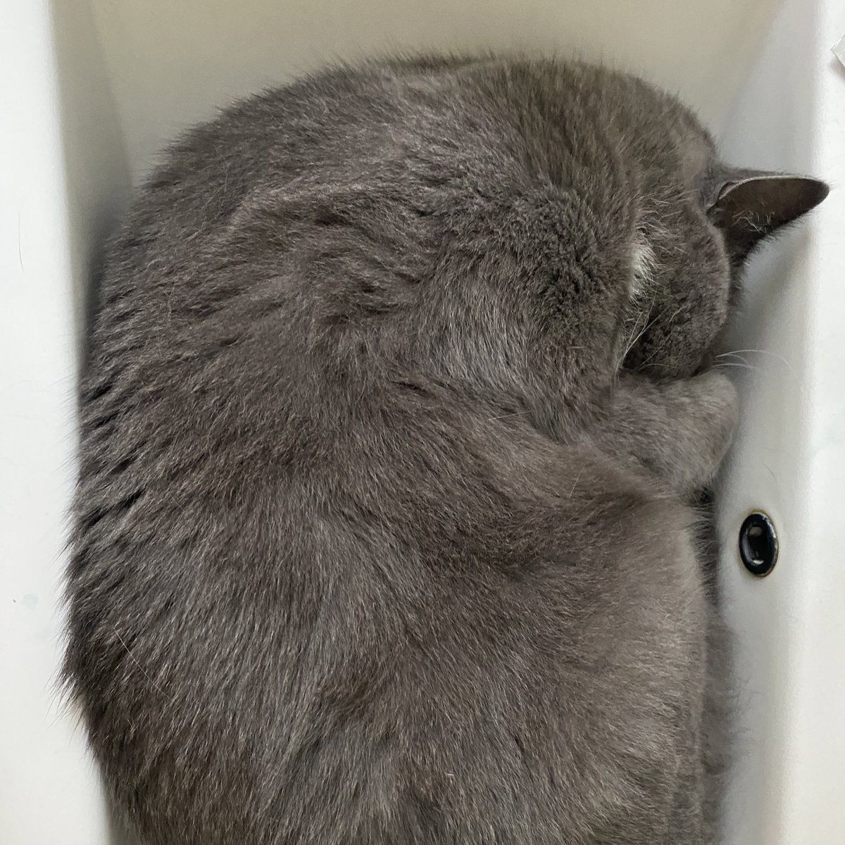 GridzillaTV's tweet image. Getting your cat a bed? Don't bother, they'll pick the quirkiest spots anyway! 🐱💤