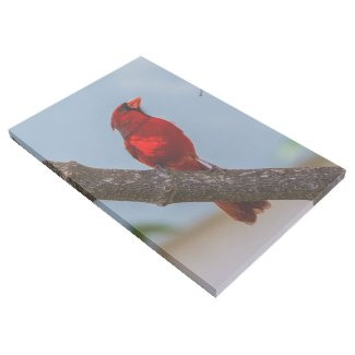 zazzle.com/a_cardinal_24_… #GalleryWrap #Cardinal #RedCardinal #Birds #Birding #Backyardbirds #Nature #Gifts #Giftideas #Zazzle Original photography by Daniel McNamara