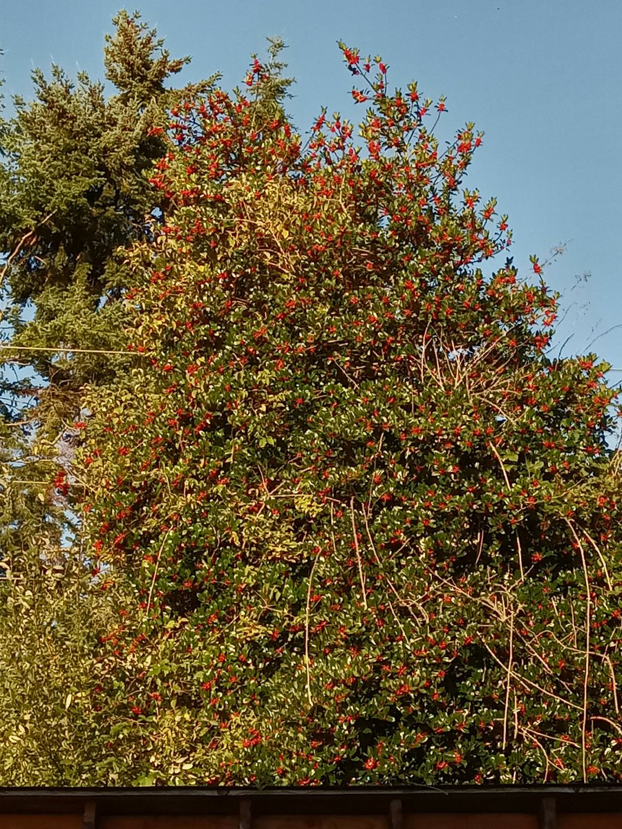 crowadinfinitum's tweet photo. Christmas Holly Tree!๐โฅ๏ธ๐
๐ธme
#Christmas #HollyTree https://t.co/0oe409Cxnb