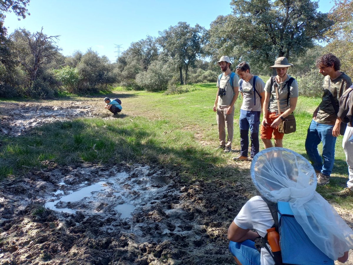 Sanse_alNatural's tweet photo. Hoy hemos tenido un día fantástico de ruta por la #DehesaBoyal de #Sanse hablando de charcas temporales junto con los investigadores de la #UAM @climariskinpond 
¡Qué interesante ha sido!
Muchas gracias a todxs por venir 🐸 https://t.co/JGFr63KVFV