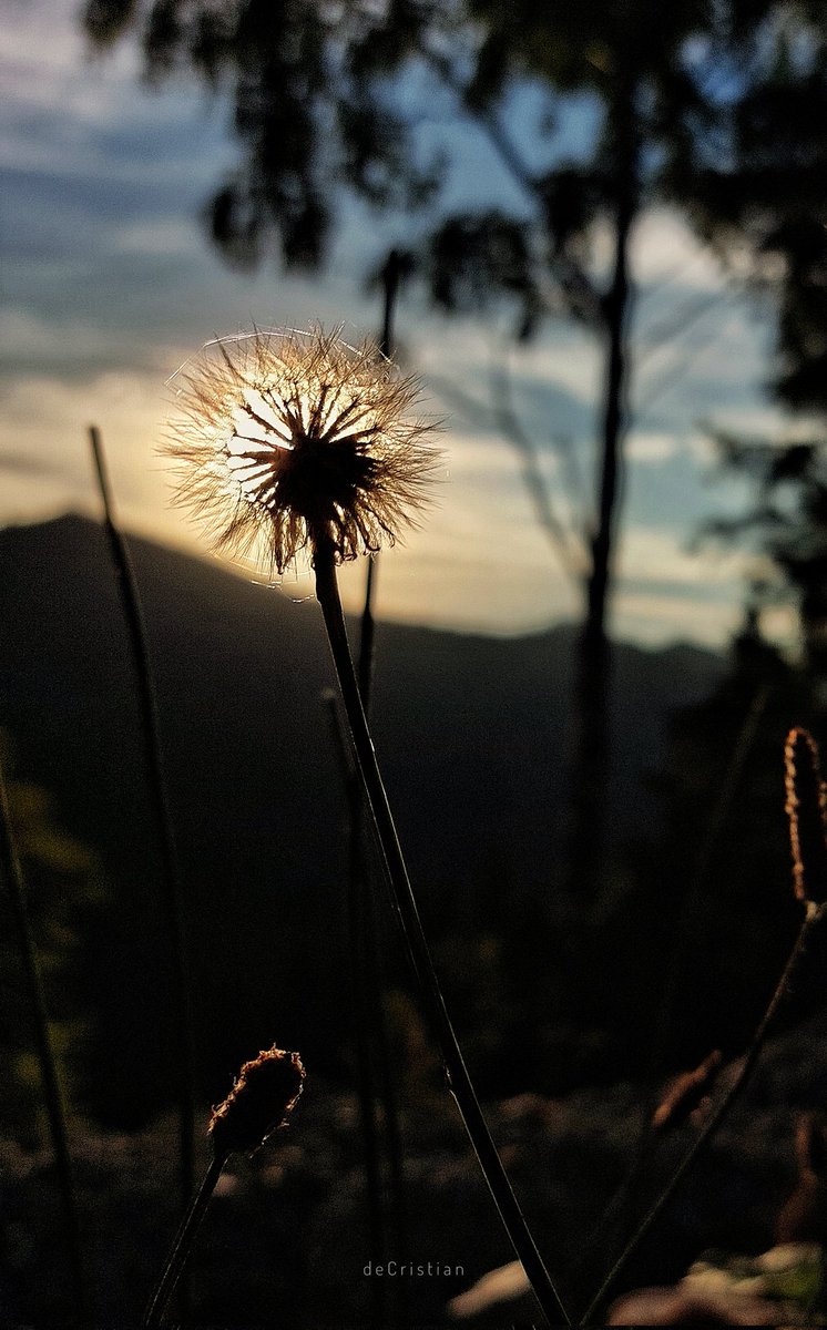 deCristian_'s tweet image. Autumn shades. #mobilephotography #cutelefonul #samsunga52s #snapseed