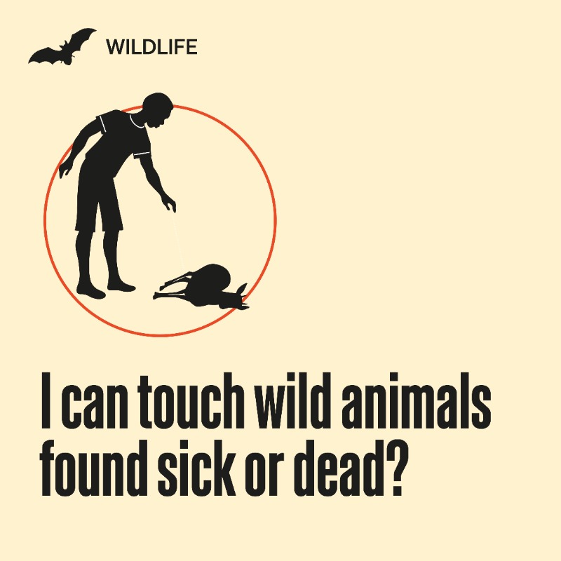 WOAH's tweet photo. How good are you at Alerte? Alerte is an educational card game, developed as part of our EBO-SURSY project, to help players better understand their role in the disease surveillance chain and empower them to recognise and report #animaldiseases or unusual animal occurrences.