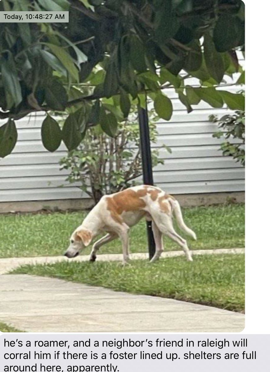 TheGurglingCod's tweet photo. 🚨 Hound Alert. This pup is wandering, and needs a foster in Raleigh NC. Triangle, come thru!🚨 https://t.co/zcDtAwXfvD