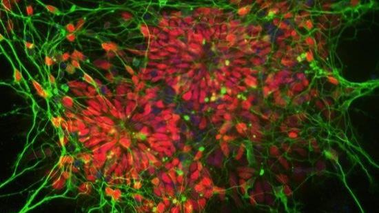 royalsociety's tweet photo. The Royal Society's Dorothy Hodgkin Fellowship scheme is still open for applications. This scheme offers a recognised first step into an independent research career for outstanding postdoctoral scientists who require a flexible working pattern. #RSGrants https://t.co/P1esDHwMJO https://t.co/TqAKSoWjIQ