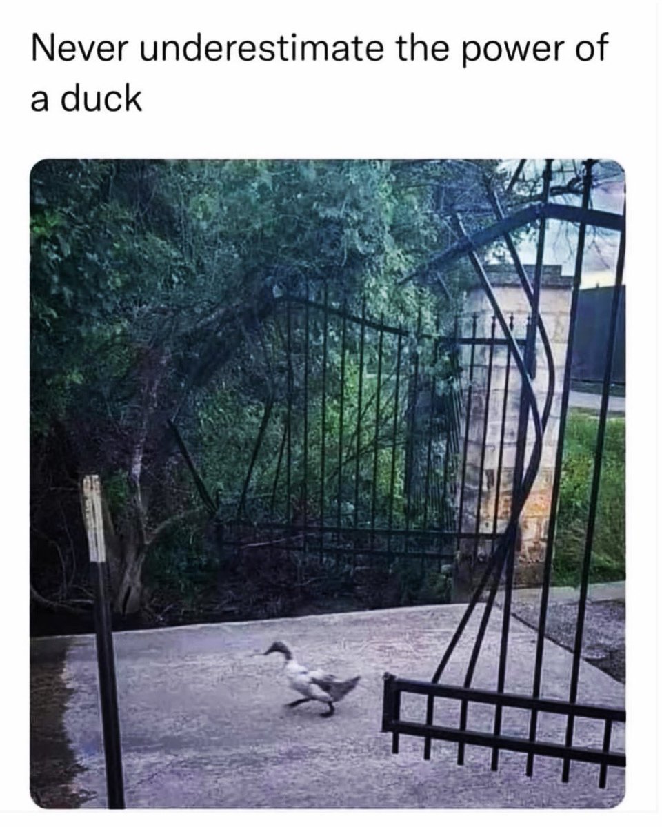 You can’t say I didn’t warn you..
Have a great weekend guys!
☠️🏴‍☠️🦤💥

#duckpower