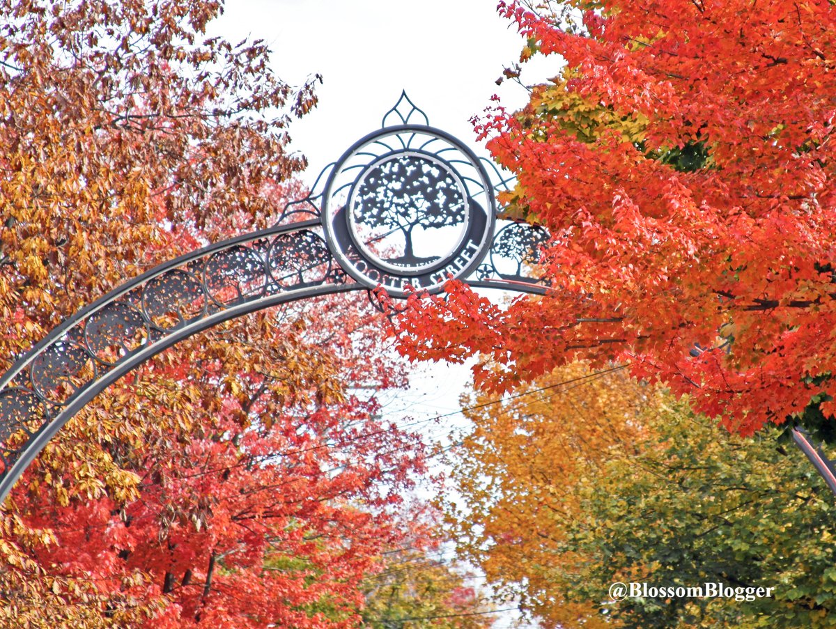 BlossomBlogger's tweet photo. If it didn't rain so much this fall this is what Wooster Street should look like! Even though, still a 100% chance of pizza or pasta! Pepe's or Sally's?
@visitnewhaven @CTvisit @sallysapizza @pepespizzeria @GovNedLamont @LyleLovett 
#woostersquare #apizza @hwinkler4real https://t.co/fDavrc85RP