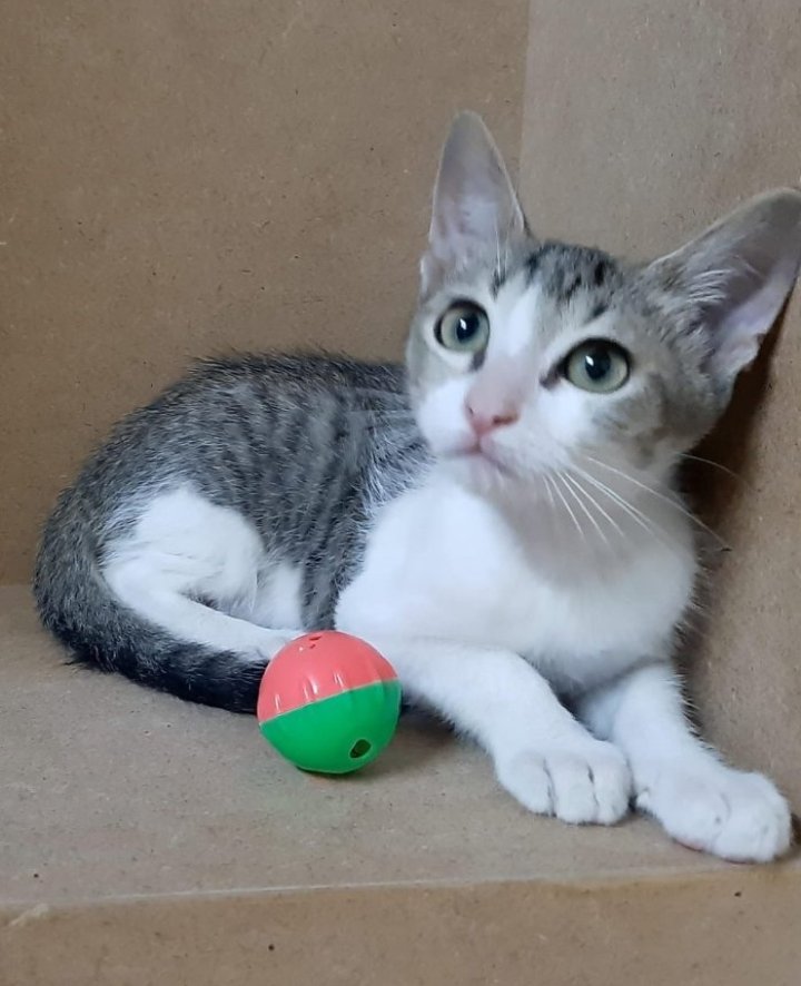 Solopar53137293's tweet photo. #Adopcio #Balaguer #Lleida #XarxaCatalunyaAdopcions #XarxaBarcelonaAdopcions #FemXarxa Busquem Adopció conjunta o per separat per aquestes dues baldufes. Contacte per DM . Mireu 💞💞 són un amor🤗🤗 💞😊 https://t.co/U617kYF6Ev