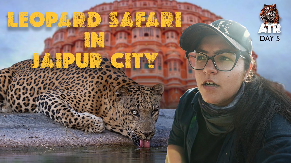 I saw 2 leopards in the city of Jaipur! appopener.ai/yt/1drb5ugon #ATRwithAarzoo