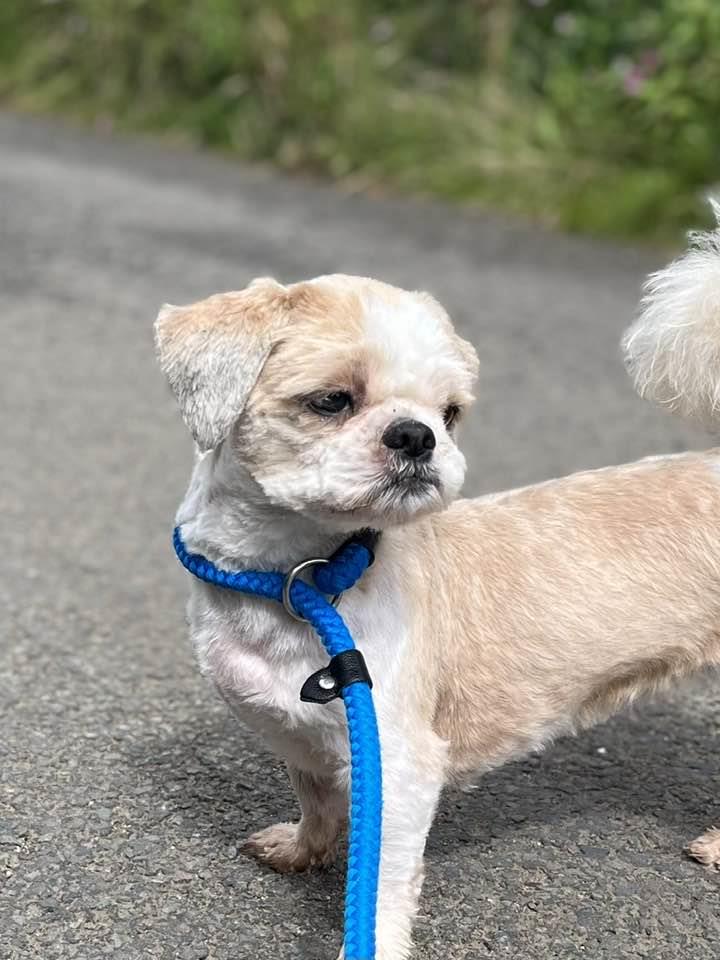 AdoptionsUk's tweet photo. Please retweet to help Roxy and Milo find a home together #LANCASHIRE #UK 
Bonded pair aged 7. They need a quiet home. 
They can live with teenagers but need to be the only pets in the home. Sadly their owner has passed away. 
DETAILS or APPLY👇
https://t.co/VvD6WeTbFM
 #dogs… https://t.co/f1yhhSliZV