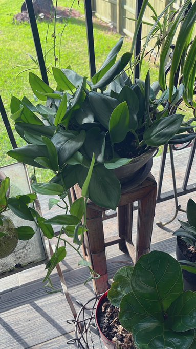 i have germinated and propagated my way to a beautiful slice of plant heaven.  nothing makes me happier