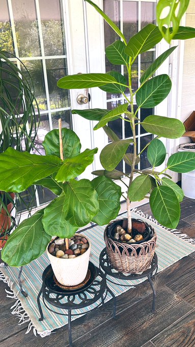 i have germinated and propagated my way to a beautiful slice of plant heaven.  nothing makes me happier