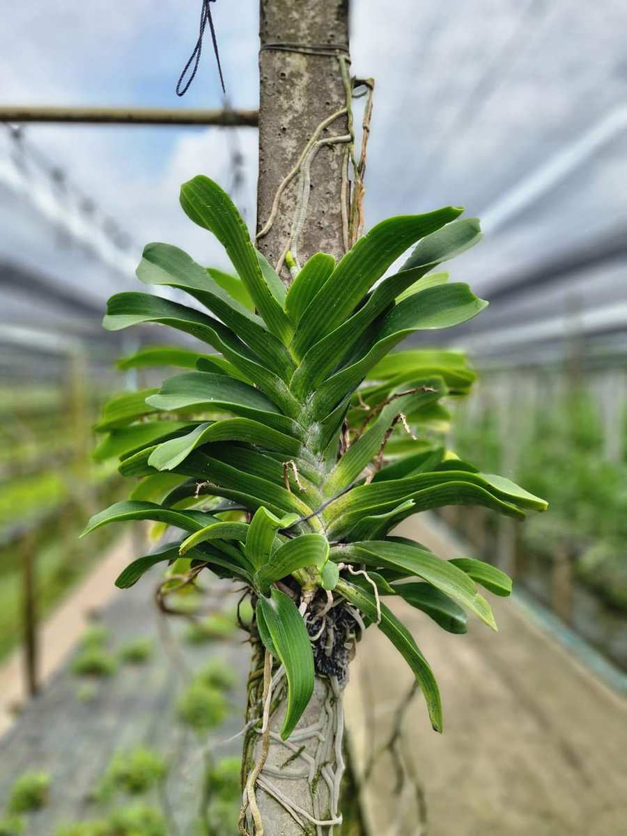 HaapyThai's tweet photo. Have a good day and be safe everyone. 
#Peace #orchids https://t.co/lQfVhazZGS