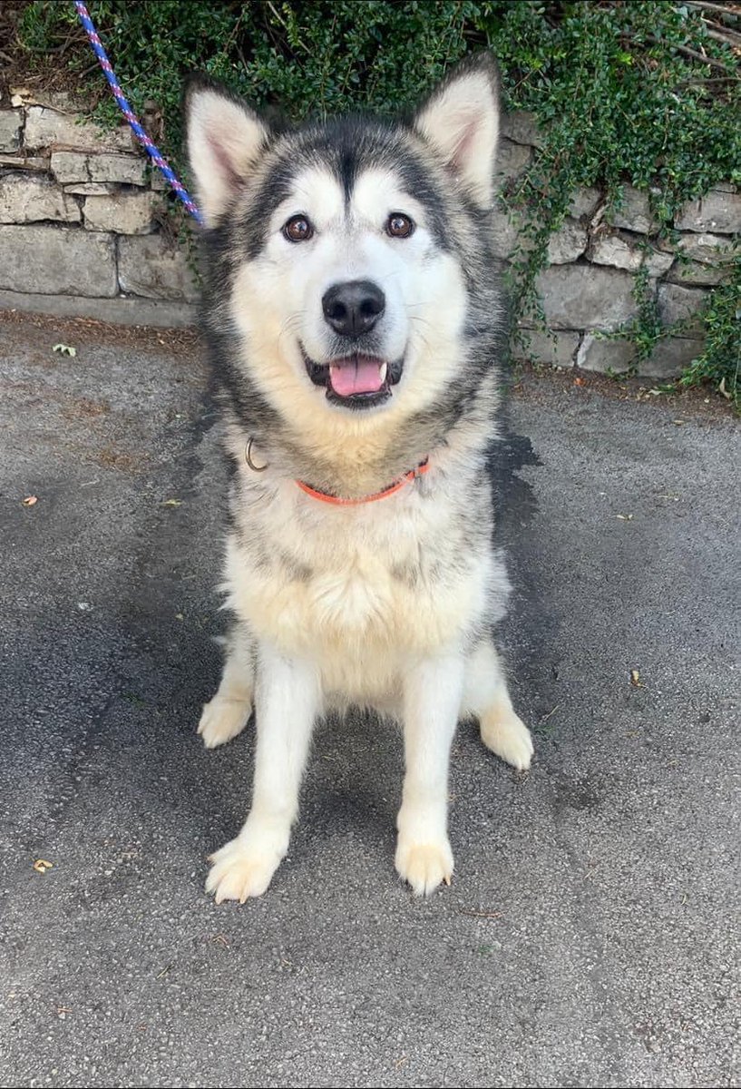 Please share to help Callie find a home #Wakefield #YORKSHIRE #UK
Affectionate Malamute aged 2. She prefers to be the only dog in the home but could potentially live with a similar sized male. She will make a fantastic companion for someone that enjoys the outdoors. 
Please