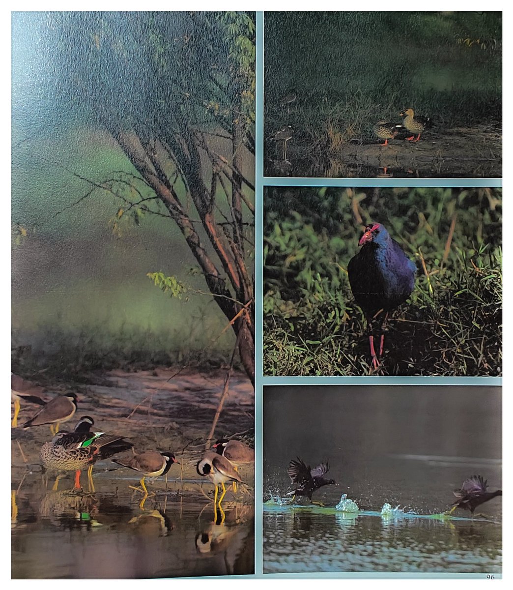 It feels good when your efforts are acknowledged &amp; recognised, especially from someone like <a href="/alok24/">Alok singh</a> <a href="/noidapolice/">POLICE COMMISSIONERATE GAUTAM BUDDH NAGAR</a> <a href="/adgzonekanpur/">ADG ZONE KANPUR</a>

Thank You for giving us an opportunity and including our Bird Photography work in Noida Police's Coffee Table Book !!