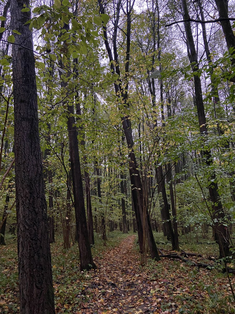 classFplanet's tweet photo. i’m at the Sufjan Stevens “Javelin” listening party (completely alone in the forest and it’s raining) https://t.co/5NCgG7UlvE