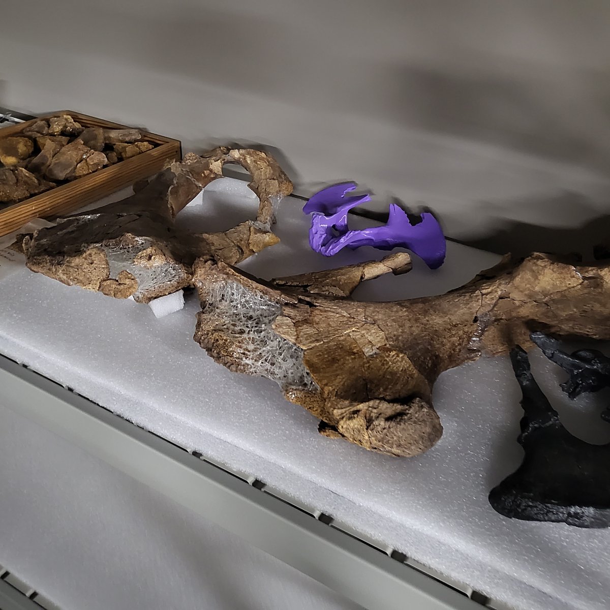 Mastodon on the move!

This is a small piece of our mastodon's hip. It was recently finished in the prep lab and ready to move over to collections. Moving mastodon bones is a group effort!