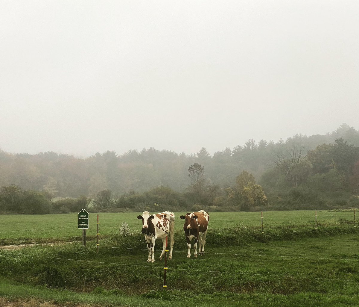 Love seeing my cow friends when I 🏃🏻‍♀️