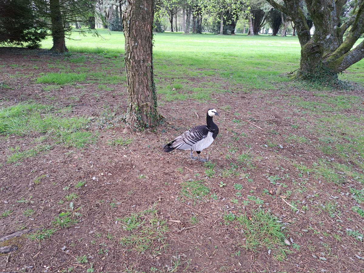 @DotJones50 @slimbridge_wild Great to hear B00 is alive and well. It was at Cotswold Edge Golf Club for most of the summer