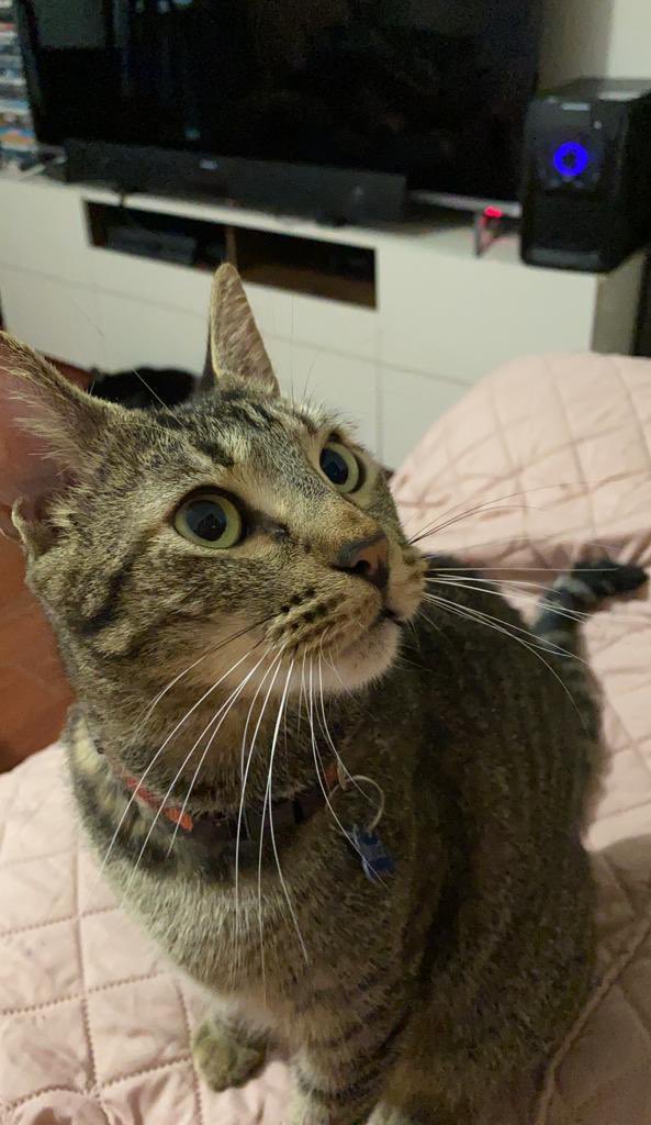 Por favor residentes de Clayton, calle Guanábano, papaya 
Estamos en el medio de una mundanza y uno de nuestros gatitos se nos ha perdido. Por favor si lo ven agarrenlo es mansito. Se llama Bruce. Estoy con el corazón en pedazos. No lo encontramos 

Por favor a los panameños