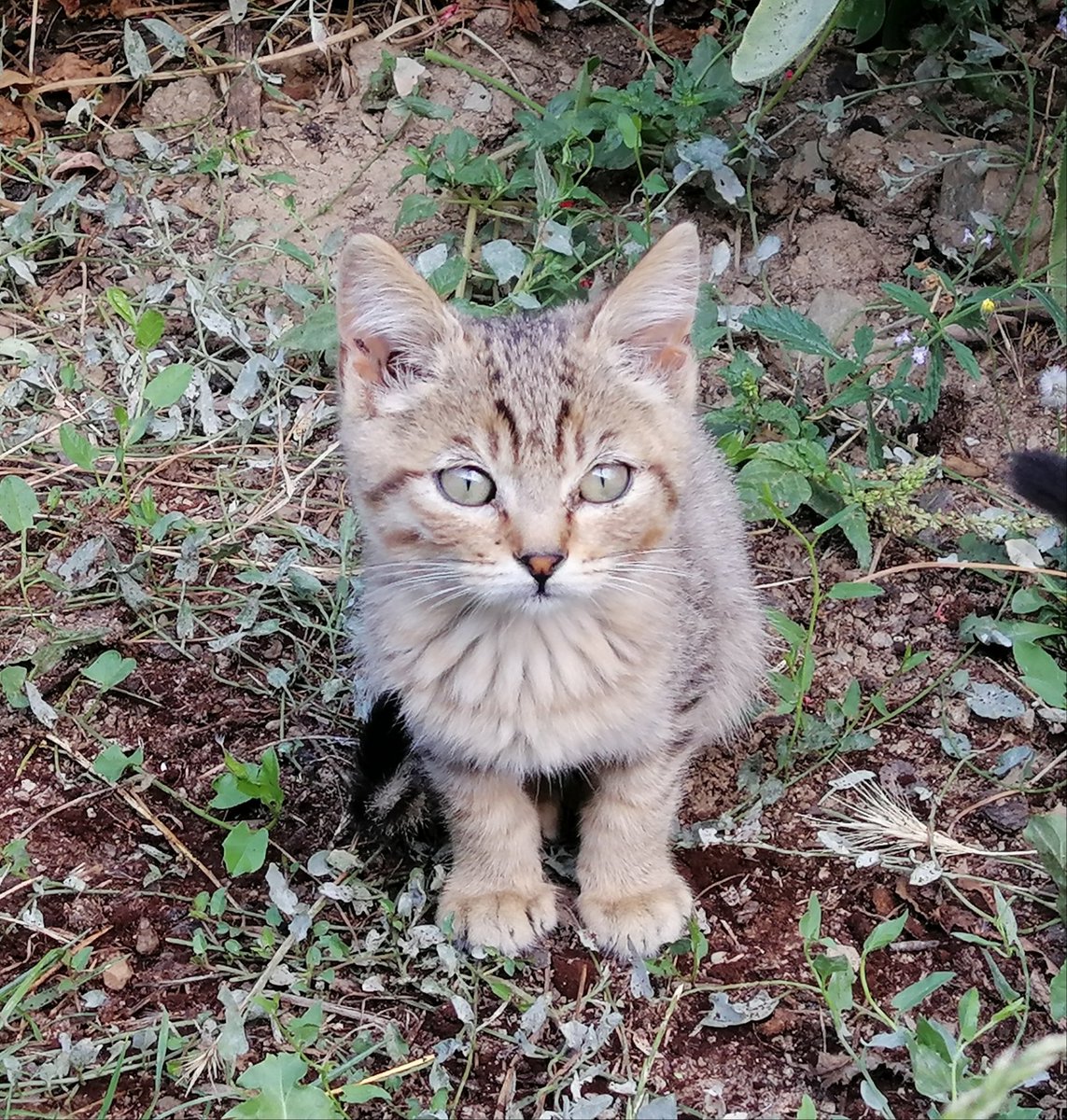 💚🧡💚
#Caturday
#CatsOfTwitter
#CatsLover
📸: by me.
