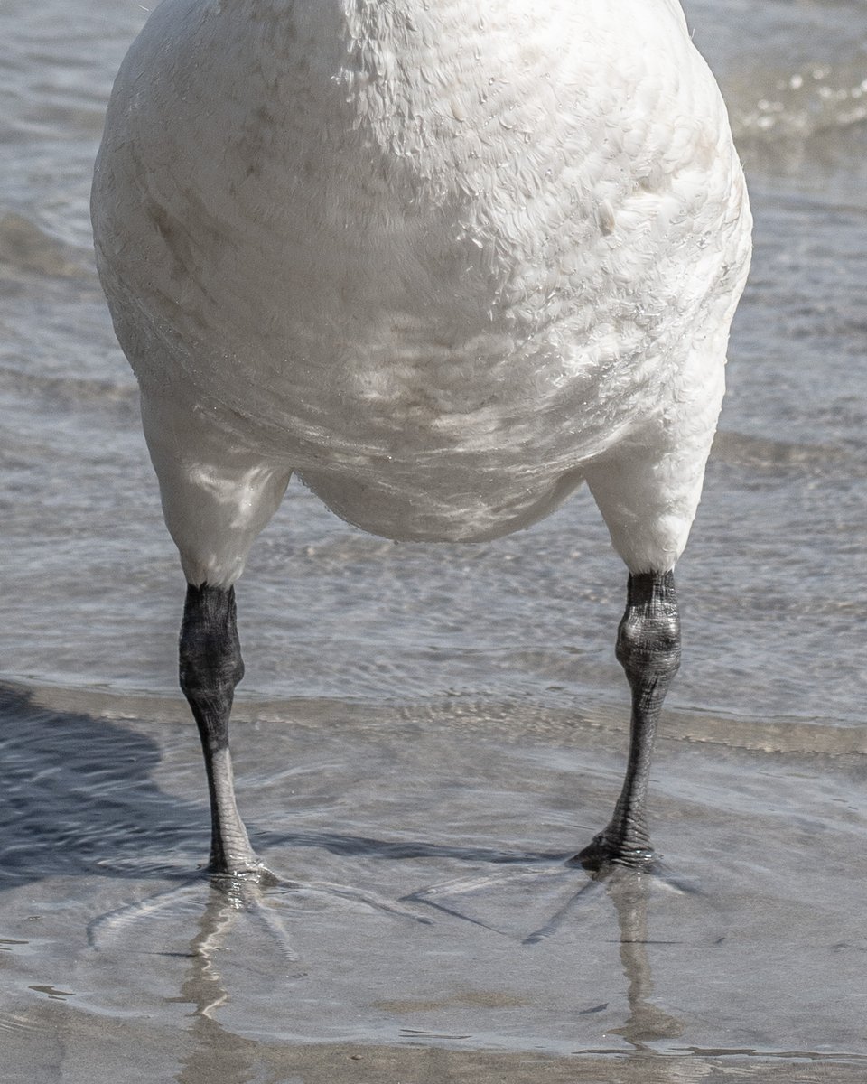 Boots

#Swans #birdphotography