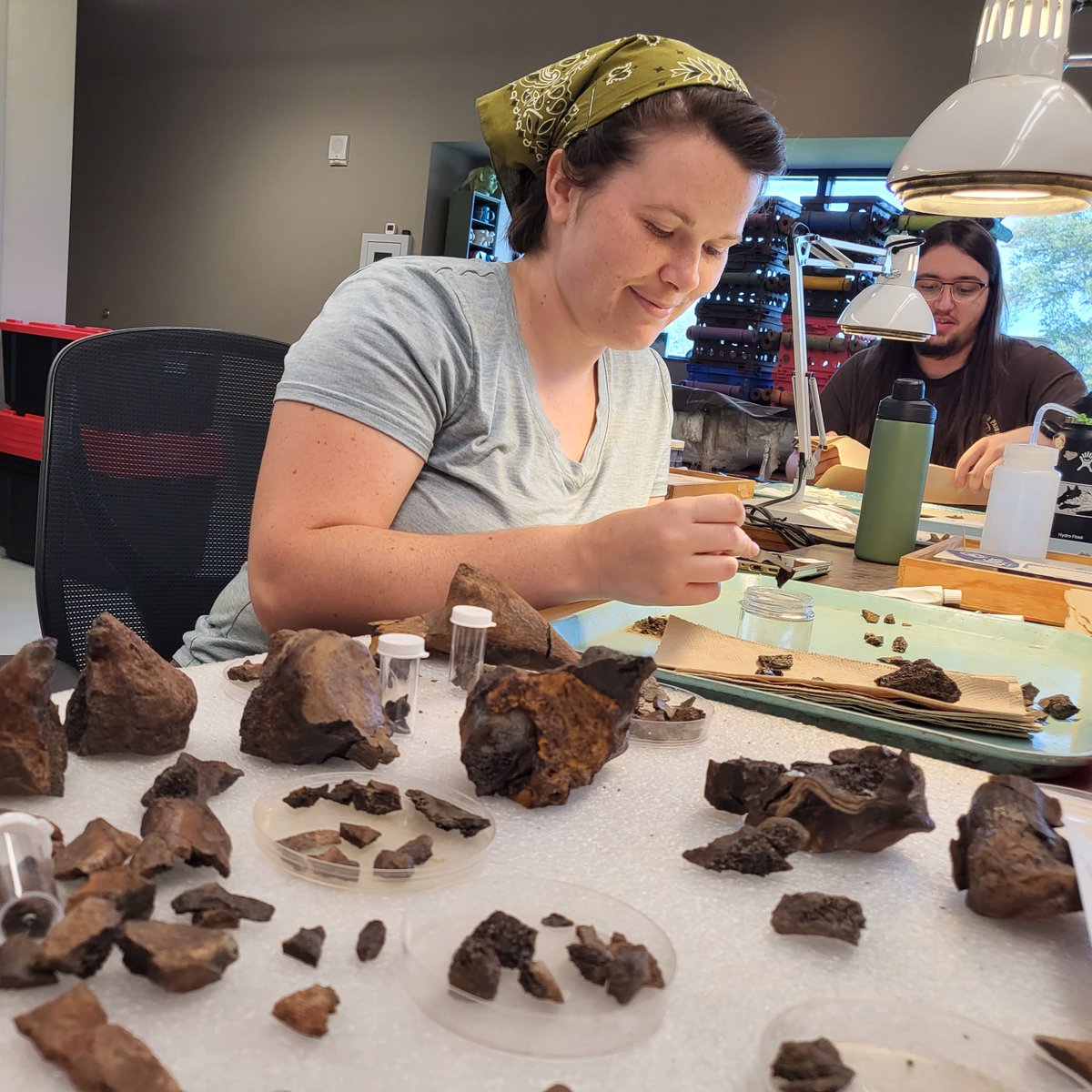 GrayFossilSite's tweet photo. The prep lab is where fossils are cleaned, consolidated, reassembled, and sorted. It's an essential part of the paleo-process, and we owe a huge thanks to our dedicated crew of students and volunteers who put in the effort week after week! https://t.co/YKZ9dTcqKy