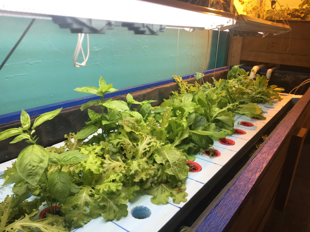 iwillprojects's tweet image. Growing your own food may be one of the most powerful steps you can take for the health of yourself, your family, and your planet.” ― Lindsay Oberst (foodrevolution.org)

#selfsustainability #foodindependence #foodjustice #foodsecurity #foodaccess #growingyourownfood