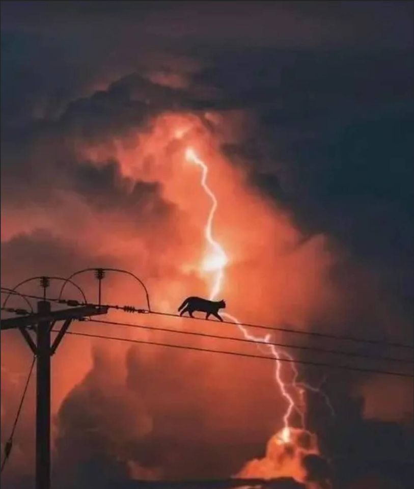 #cats #CatsOfTwitter #Caturday