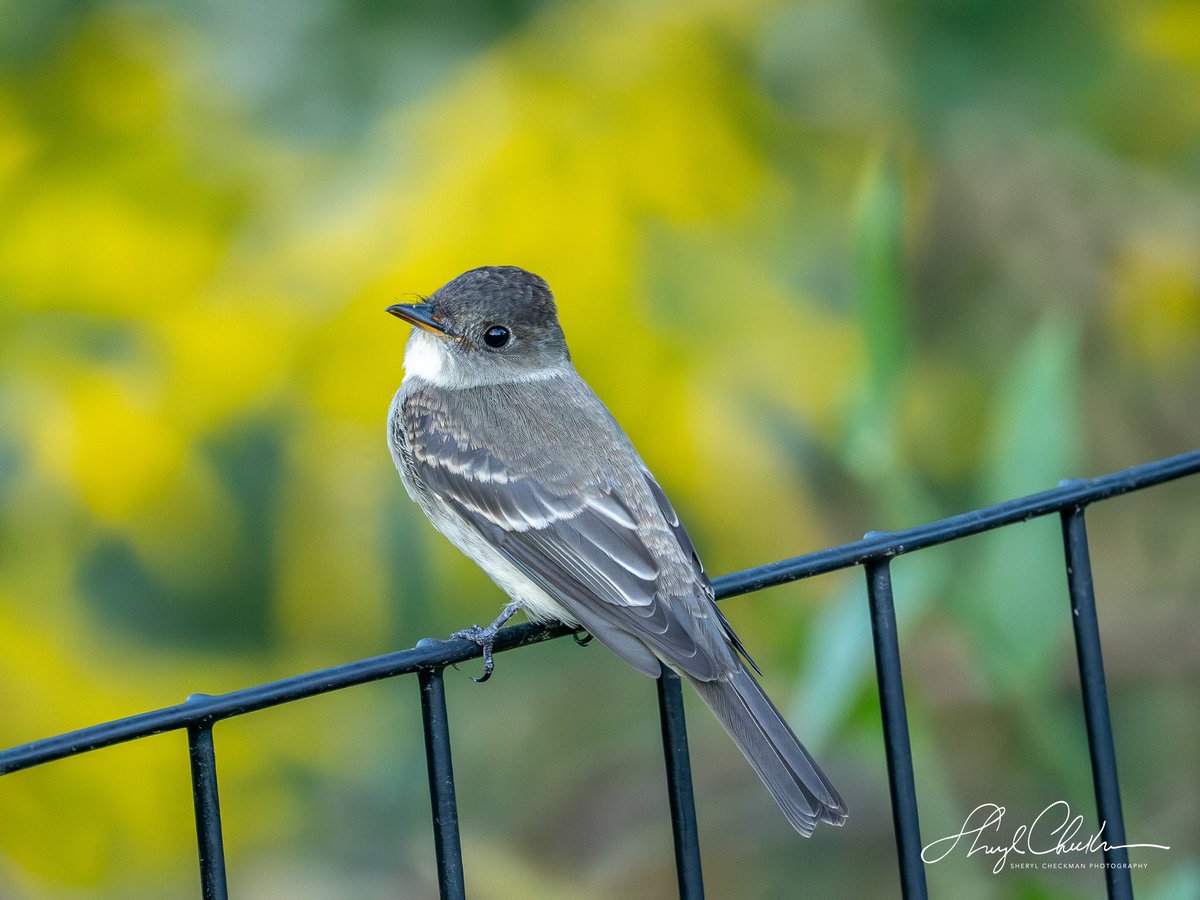 Eastern Wood-Pewee by the grassy knoll next to the Butterfly Garden on Monday.
#easternwoodpewee #birdcpp #fallmigration