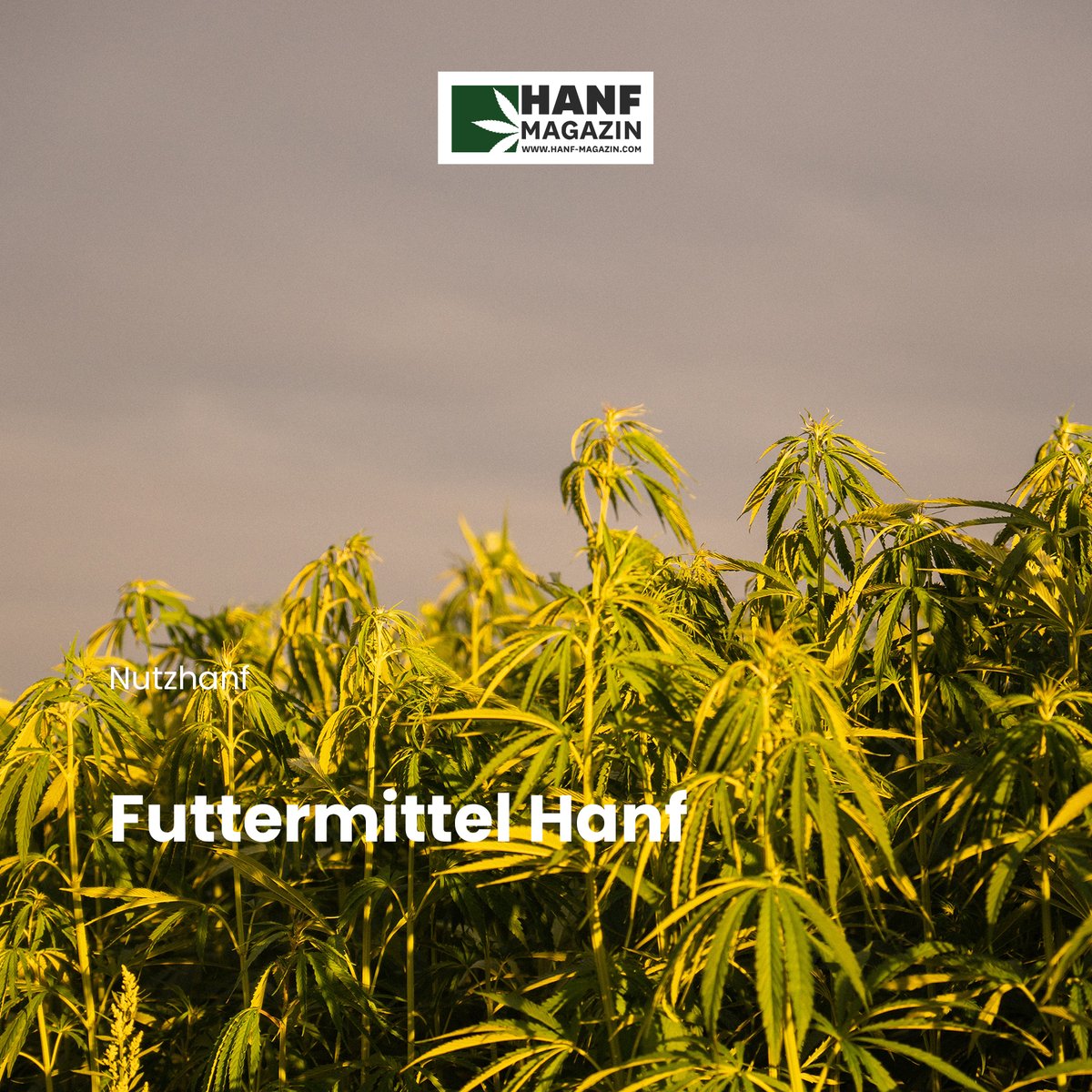 hanfmagazin's tweet image. Die Verwendung von Hanf als Futtermittel für Nutztiere wird schon eine ganze Weile intensiv erforscht.

Link zum Artikel: hnf.link/J9WX

Hanf Magazin Print-Ausgabe 13:  hnf.link/issuu1303

#hanfmagazin #hanffutter #tierfutter #hanf #hanfpflanze