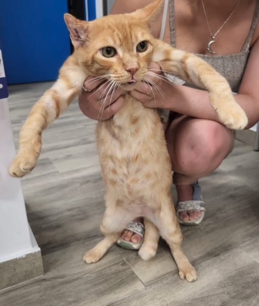 Lingüini, el gato, es la porción perfecta de cariño en busca de un hogar.

¡Llévate este delicioso compañero felino a casa y disfruta de su ternura! 🍝🐱

🎂 2 años
📍 MURCIA 
✈️ Puede viajar