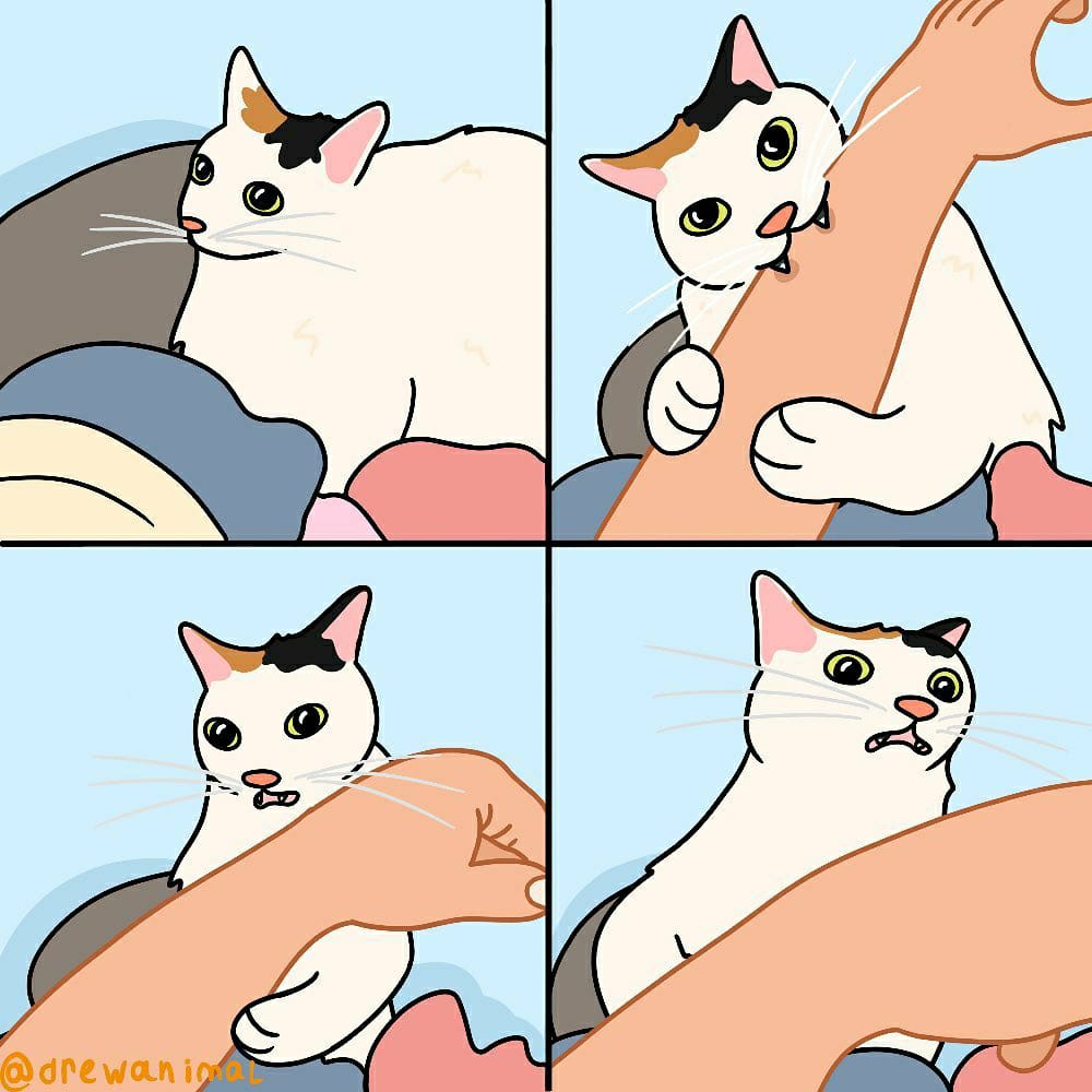WeAssessCats's tweet photo. What is the cat thinking about? https://t.co/YCZ8eSFZJ4