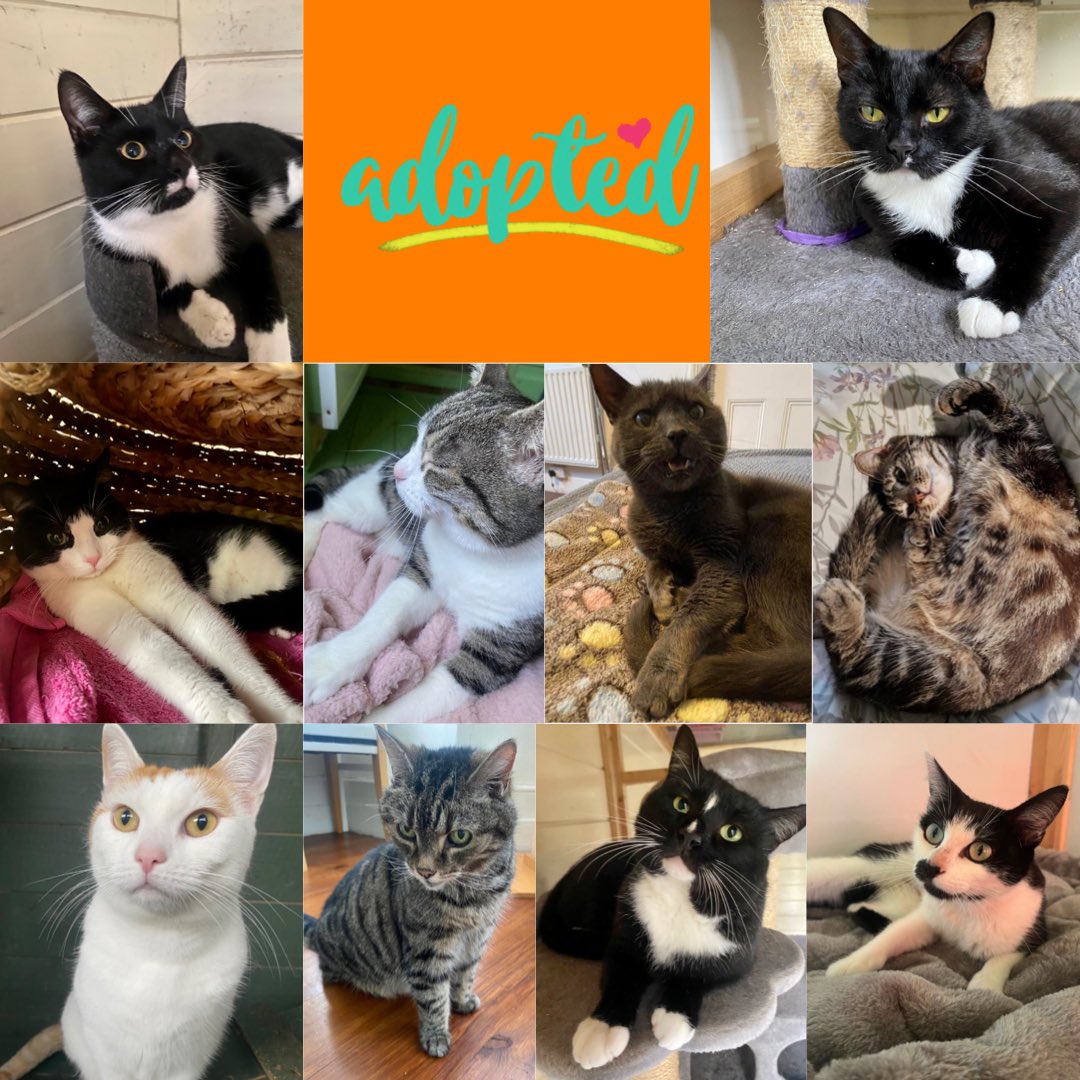 Catcuddles London tweet media