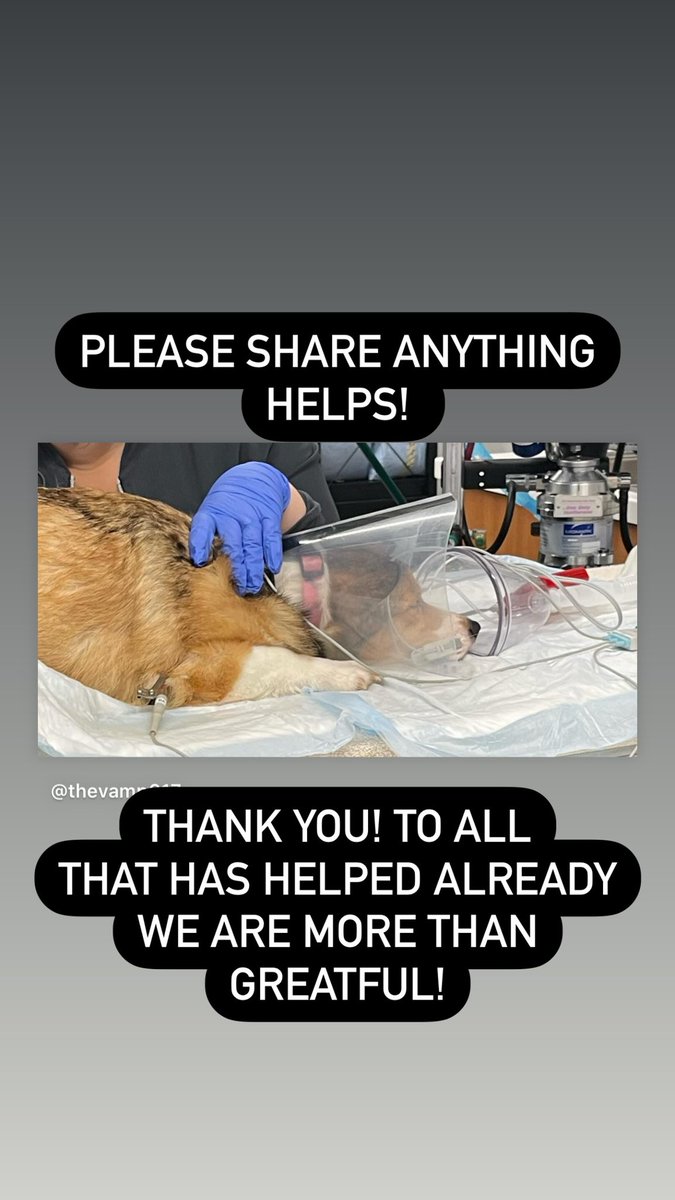 Vamp617's tweet photo. She needs surgery to remove her bladder stones! 

PLEASE SHARE IF YOU CAN ANYTHING HELPS! 

https://t.co/58kLmJHEOk

#gofundme #vetcare #starwars #vethelp #donation #anythinghelps #petcare #pets #corgi #pethealth 
#surgery https://t.co/2bazmra7TS