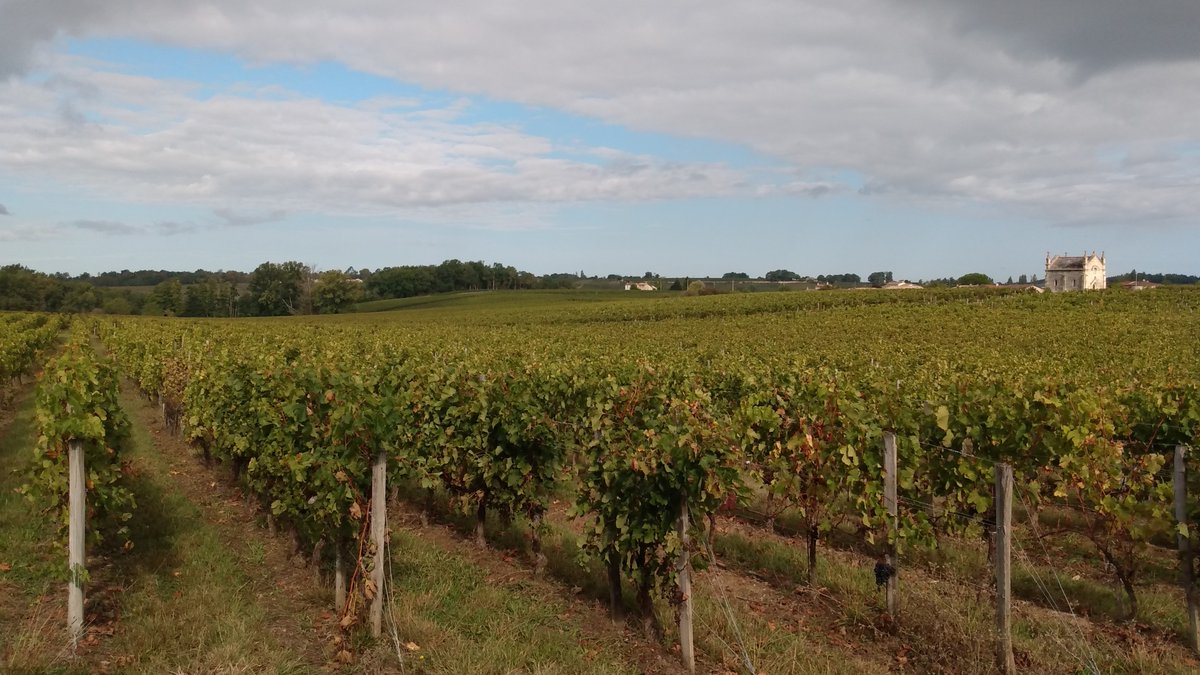 Un nouvel itinéraire de promenade #avelo en #Gironde sur notre site ! 😉 Cette fois sur les petites routes des beaux vignobles de Pomerol et de Saint-Emilion pour profiter de l'été indien ! ☀️🚴‍♀️
Voici la page de notre article via ce lien : ➡️bordeaux-et-la-gironde-a-velo.fr/promenade-entr…