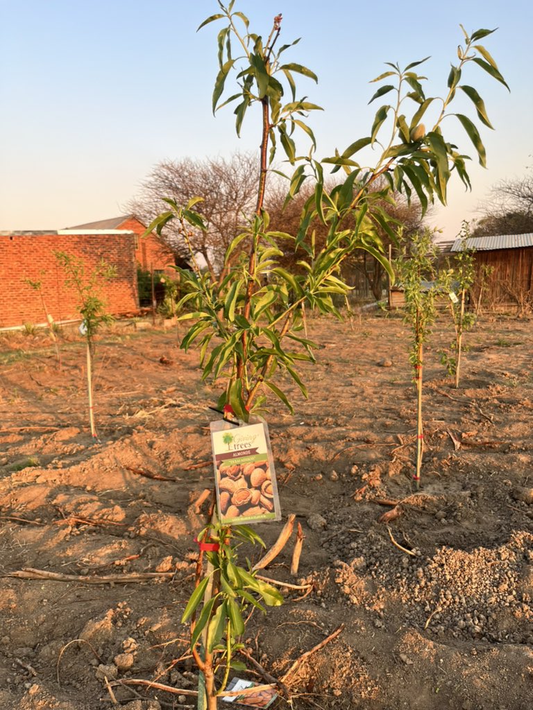 BukhoBami's tweet photo. A little agricultural work 🌱 

#BukhoCamp2023 https://t.co/n5nP8wFwLS