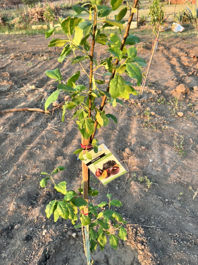 BukhoBami's tweet photo. A little agricultural work 🌱 

#BukhoCamp2023 https://t.co/n5nP8wFwLS