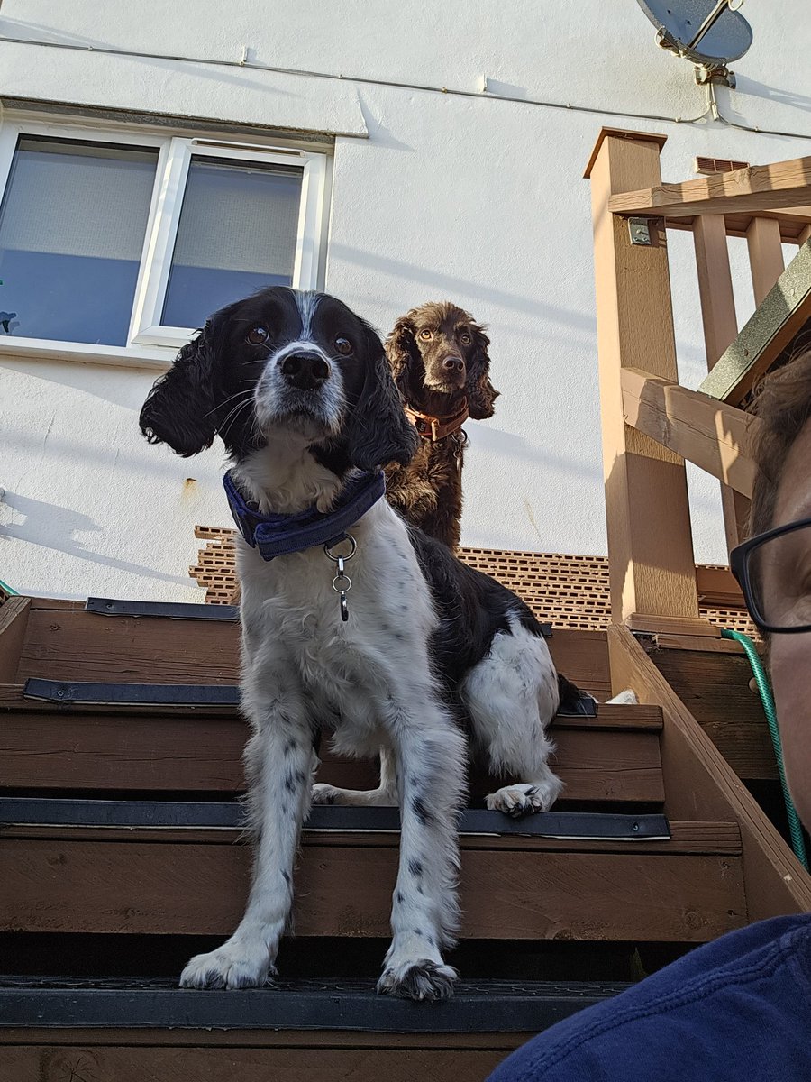 DenverRpd's tweet photo. We are the keepers of the stairs ye shall not pass without treats 🦴🍗 https://t.co/92VohphmIq