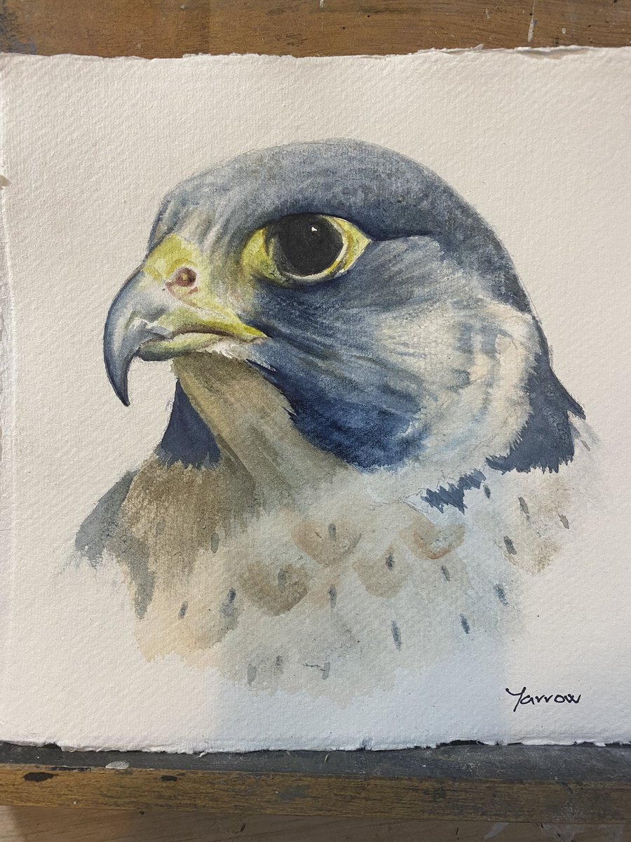 Wet day in #scotland so time to #paint a #peregrinefalcon Beautiful bird.. those #eyes ! #art #birds #watercolour #birdsofprey #original #originalart #MHHSBD #shopscotland #UKGiftHour #scottishartist