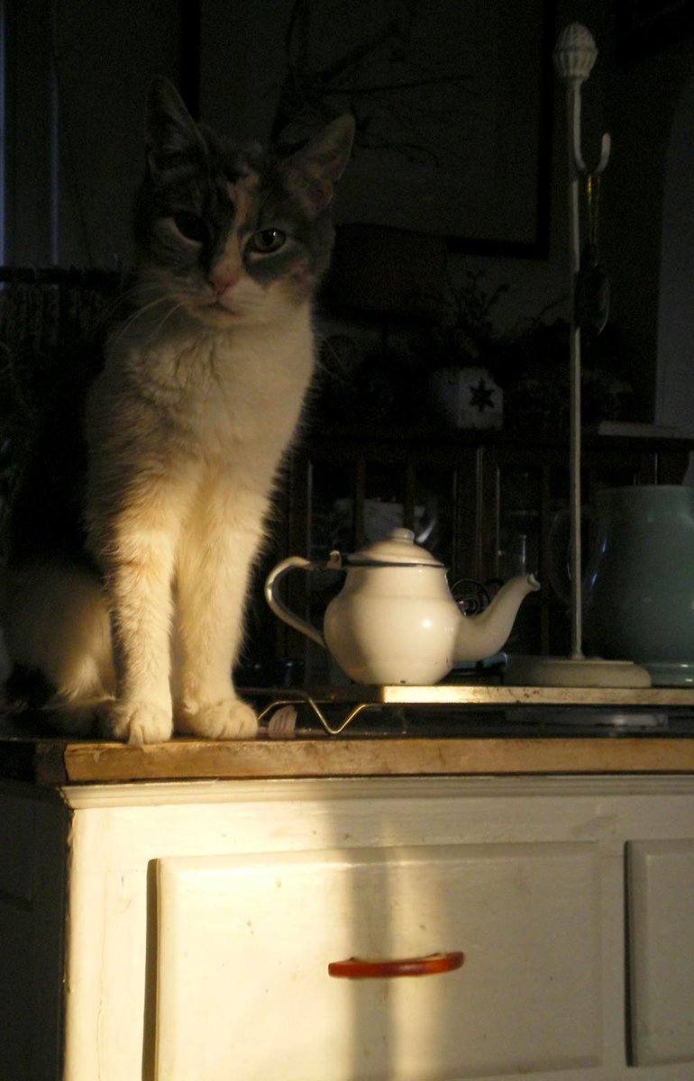 'What do you mean 'tea time'?! It's cat food time!'
#photo via pinterest
#catgang #cats #CatsOfTwitter #Caturday 
@ASaintL @Swifty46521535 @RonaldClarke @AhmedKhateer2 @ASoundworks @petra_hartwig1 @AilsaLaing @Katiynika_