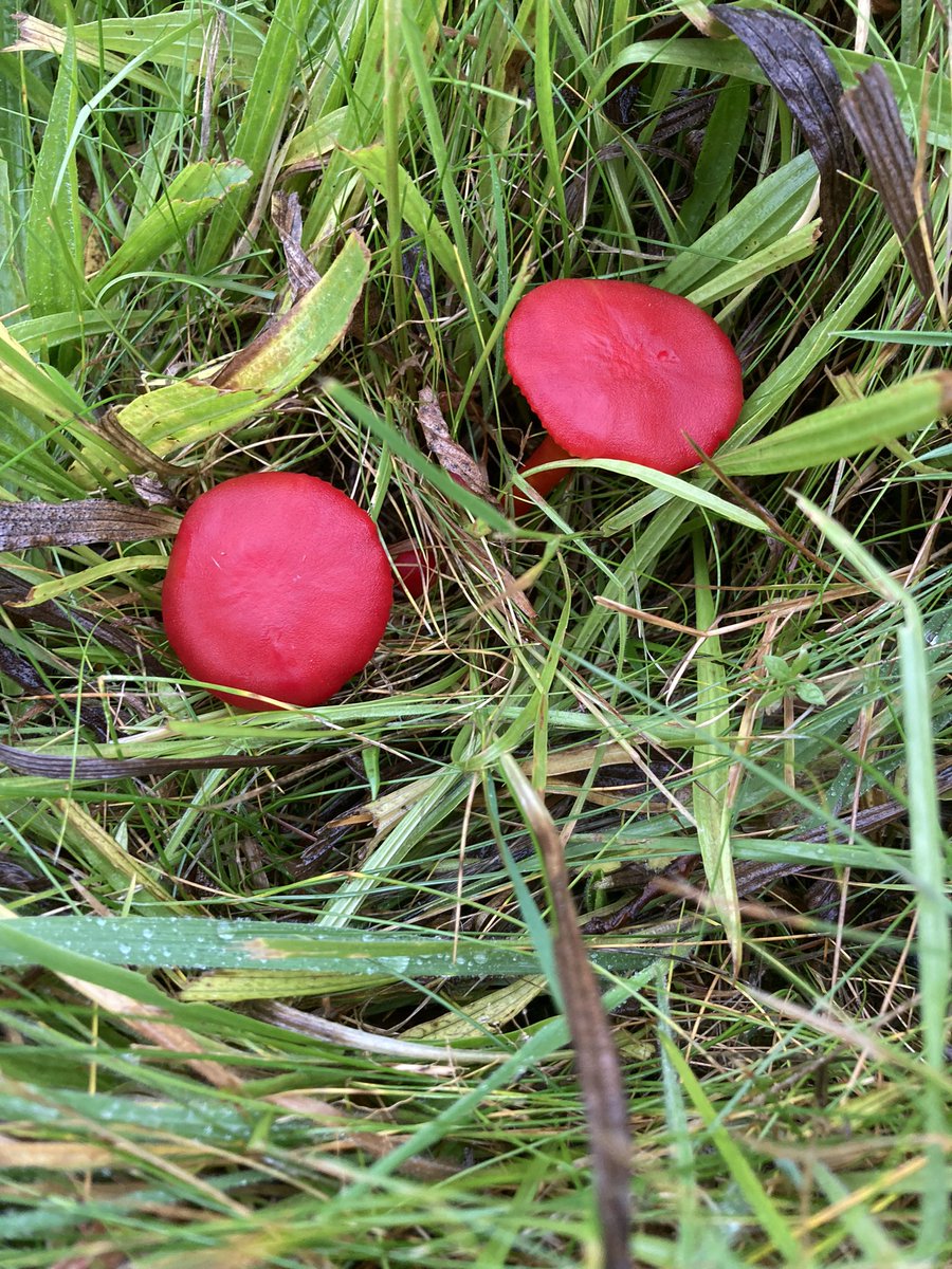 Bit wet in my corner of the country today ! Best find of the day though - stunning scarlet waxcaps ❤️😊 #UKFungusDay