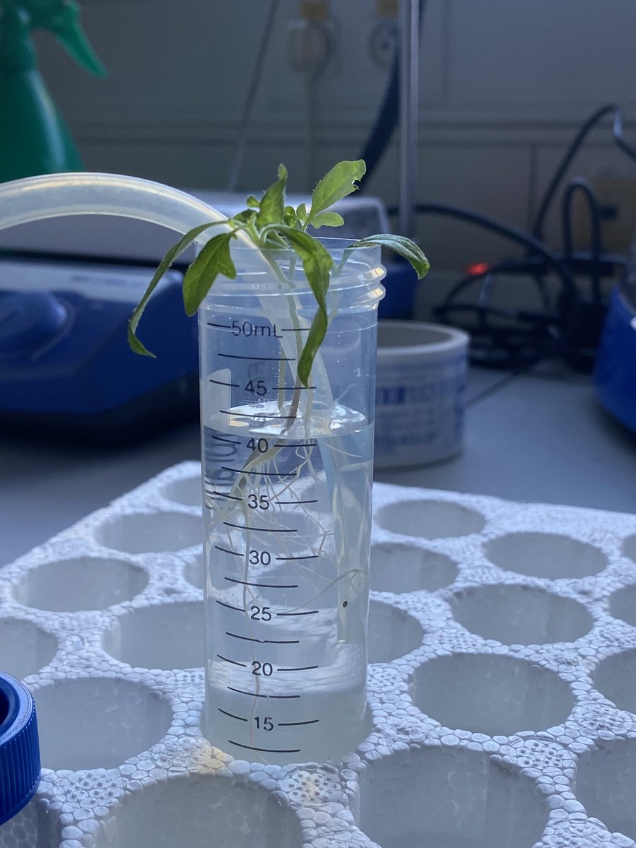 Embarking on a new experiment focused on understanding nanoparticles accumulation in plants. Currently at @esrfsynchrotron, and the next few days promise to be filled with valuable insights. Stay tuned for updates! 🌱🔬 #Nanoparticles #PlantResearch #Remediation @gildasratie