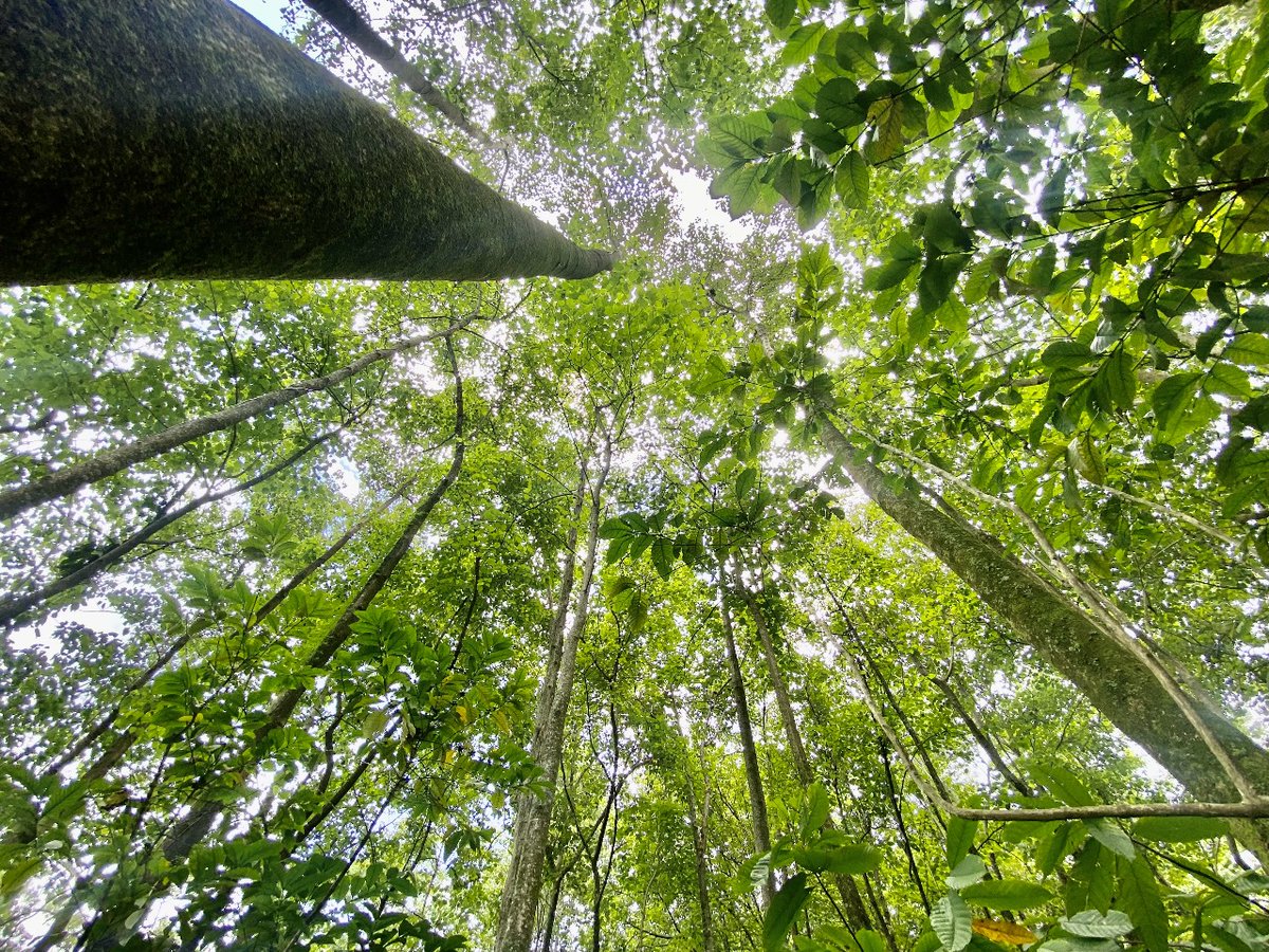 emiliopalomeque's tweet photo. 🌳 https://t.co/XnFb6zsbkN