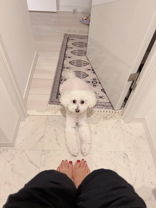 トイレ中に、ど真ん中で下からガン見されたら出るものも出なくなっちゃうよ？😟  お願いだからそんな見ないで〜〜 https://t.co/mCXaINxU7C<a href="/tag/%E5%8F%B0%E7%81%A3%E6%94%9D%E5%BD%B1%E6%9C%83"class="tags"><span>#台灣攝影會</span></a><a href="/tag/foraver%E6%94%9D%E5%BD%B1%E6%9C%83"class="tags"><span>#foraver攝影會</span></a><a href="/tag/foraver%E6%92%AE%E5%BD%B1%E4%BC%9Ain%E5%8F%B0%E6%B9%BE"class="tags"><span>#foraver撮影会in台湾</span></a>