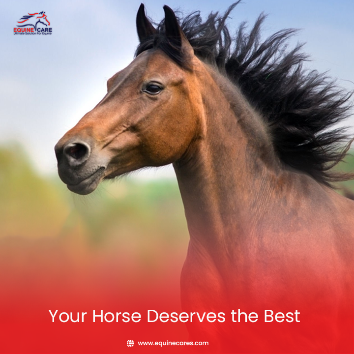 equinecares's tweet photo. Your Horse Deserves the Best ππ₯
At Equine Cares, we understand the love and dedication you have for your horse.
#EquineCares #HorseBoots #FarrierApron #SaddlePads #HoofKnife #FarrierGloves #FarrierHoofNipper #LoopKnife #FarrierShoePullers https://t.co/inD0ibZ9vw