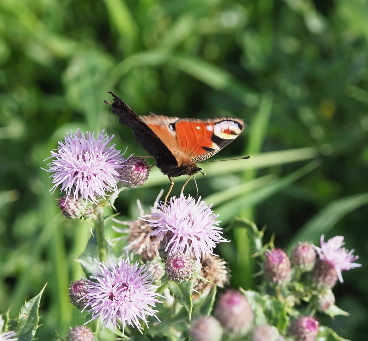 FOBHGCN's tweet photo. Taken on the Green Circle yesterday. The butterflies are still out and some hoverflies. Small White, Speckled Wood , Peacock and a Female Syrphus sp Hoverfly, and an acorn. Photo credit: Tom Boyle https://t.co/hggWX0C54D