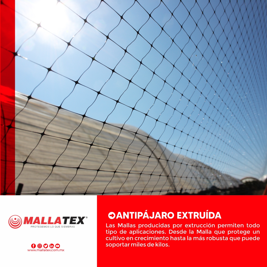 Mallatex's tweet photo. La Malla Antipájaros esta diseñada para proteger cultivos y árboles frutales contra la acción de los pájaros. Nuestras mallas son cuidadosas con las aves ya que frenan su entrada sin dañarlas.

Contáctanos:
📞 (33) 2016 4875 ✉️info@mallatex.com.mx

#AgriculturaProtegida #Mallatex https://t.co/cOec5mRVhF